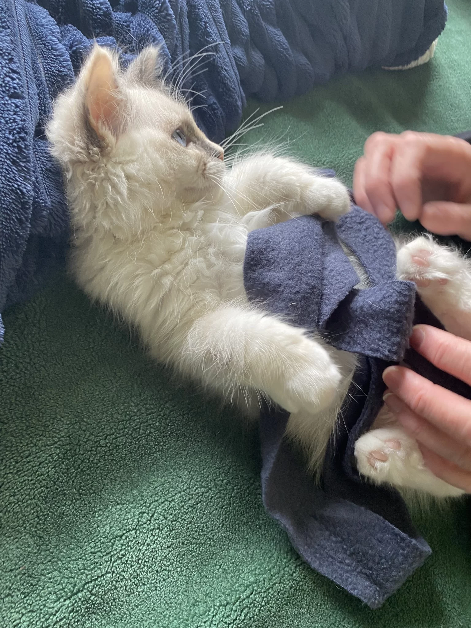 Ragroyalty Princess EmmyLou